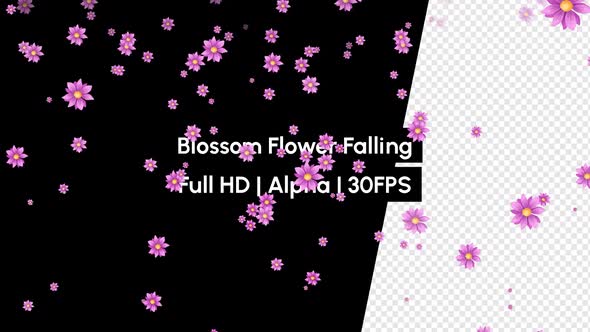 Blossom Purple Flower Falling with Alpha