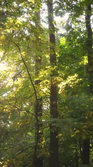 Vertical Video Autumn Forest with Trees By Day