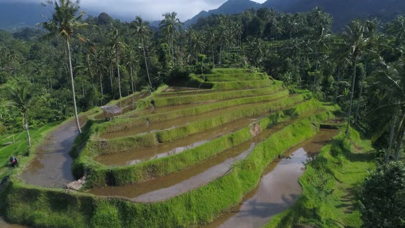 Aerial view of green Rice Terraces in Bali, Indonesia