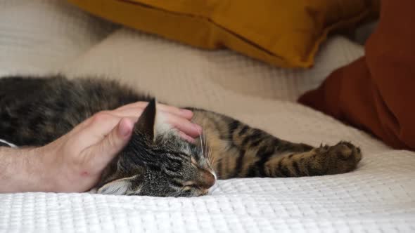 Close Up of a Male Hand Stroking Tabby Gray Cat