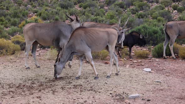 Close Up Od Antelope Eating Food From Ground