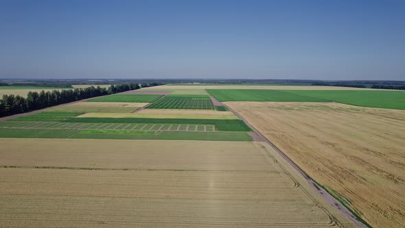 Flying Over Beautiful Natural Wheat Field