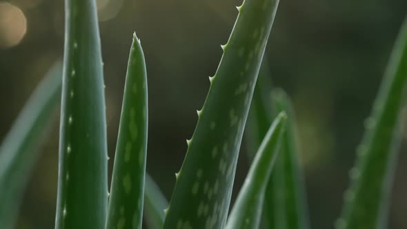 Aloe Vera Plant 06