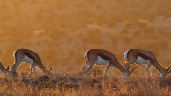 Grazing Springbok Antelopes