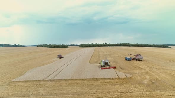 Agricultural Combines Harvesting Wheat On The Big Field.