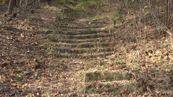 Ancient stairs  in the woods aerial drone 4K video