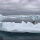 WS Leopard seal (Hydrurga leptonyx) lying on ice floe / Antarctica - VideoHive Item for Sale