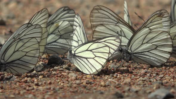 Large Flock of Aporia Crataegi Butterflies and Black-Veined White Butterfly on Ground Surface