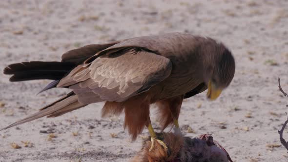 Yellow Billed Kite Feeding On The Dead Slender Mongoose In A Natural Reserve In Botswana - Closeup S