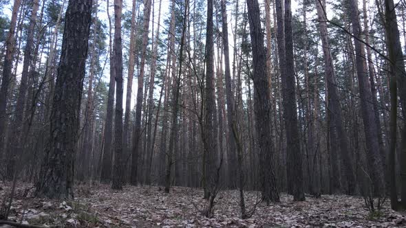 Forest Landscape Aerial View Slow Motion