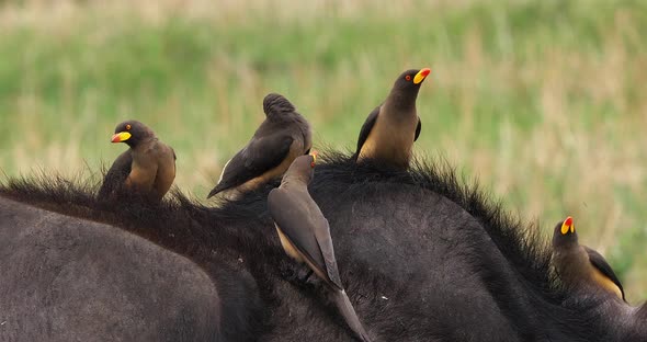 African Buffalo, syncerus caffer, Adult with Yellow Billed Oxpecker, buphagus africanus