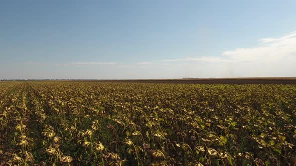 Dried Sunflower Plants