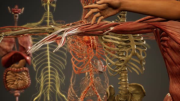 Animated 3D Human Anatomy Illustration alt
