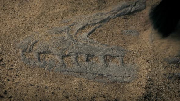 Fossil Brush Excavates Dinosaur Skull Fossil