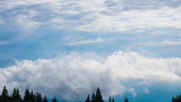 Gray White Clouds Fly Over Pine Forest