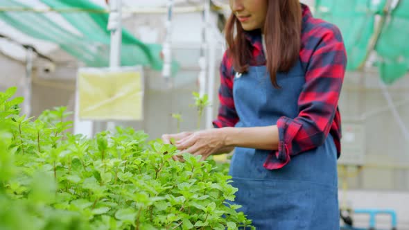 Portrait of happy Asian woman farmer holding basket of fresh vegetable salad in an organic farm in a
