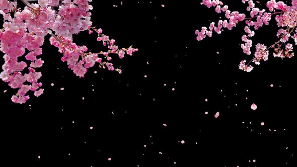 Cherry Blossom Tree with Falling Petals on Transparent Background