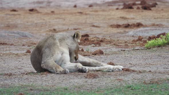 Adult lioness relaxes, shakes her head and cleans her legs, lying on the dry landscape.