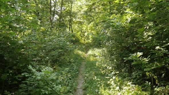 Following nature trail through the forest slow motion footage