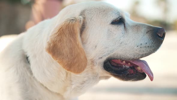 Closeup Side View White Labrador with Beige Ears and Tongue Out Standing in Sunshine Outdoors