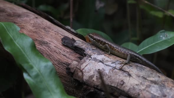 African Lizard Sits on a Log in the Rainforest Zanzibar Trachylepis Striata