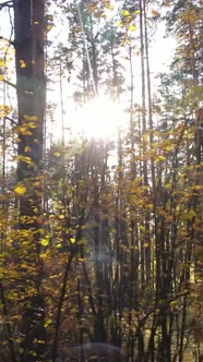 Vertical Video Autumn Forest By Day