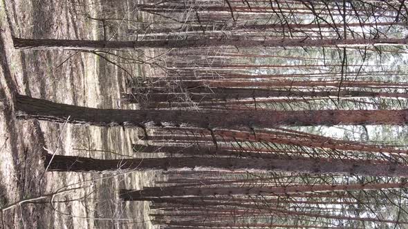 Vertical Video of Trees in a Pine Forest Slow Motion