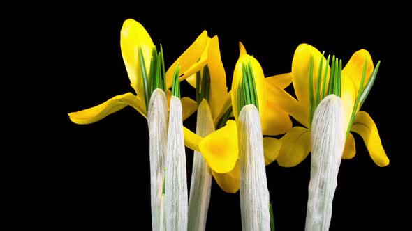 Yellow Crocus Flower Blooming