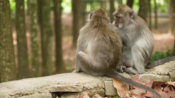 Monkeys in the Forest in Bali