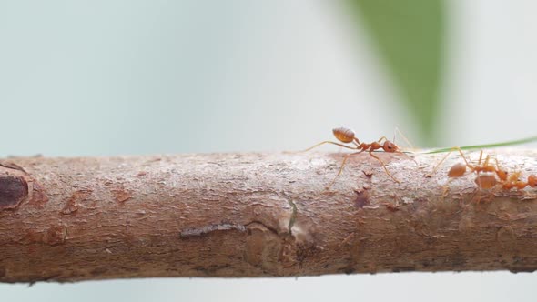 Wildlife video of Red ants walking on tree trunk with blur green nature background.