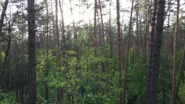 Summer Forest with Pine Trees Slow Motion