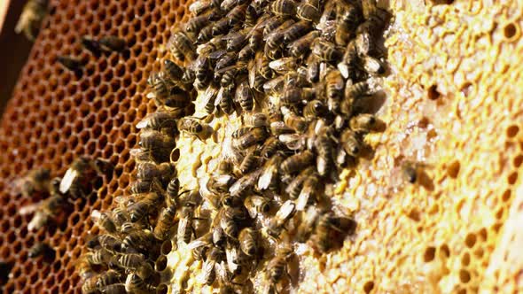 Large colony of honey bees walking over the honeycombs of a beehive on a sunny day. Close-up shot