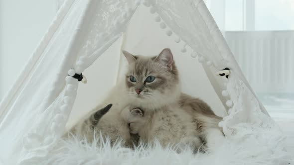 Fluffy Ragdoll Kittens with Mother