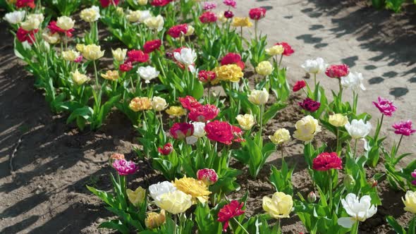 Bright Tulips Sway in Light Wind Planted in Row in Garden