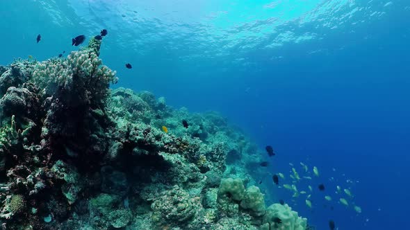 Coral Reef and Tropical Fish Underwater. Bohol, Panglao, Philippines.