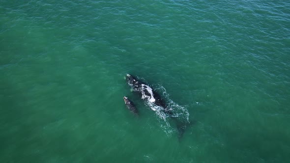 Southern Right Whale's logging; mother and calf, overhead wide shot