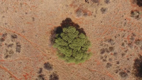 Aerial View Of Camel Thorn Tree