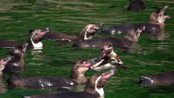 Animal Penguin In Green Pure Water