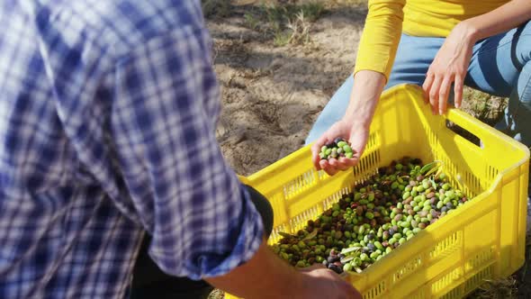 Happy couple looking at harvested olives in crate 4k