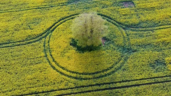 LindenTree in the Rape Field With Blooming Canola, During Spring, Aerial View Agriculture Landscape