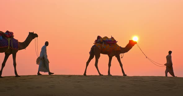 Indian Cameleers (Camel Driver) Bedouin with Camel Silhouettes in Sand Dunes of Thar Desert on