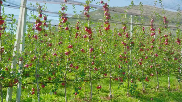 Fruits Hang on Apple Tree Branches in Orchard Under Mesh