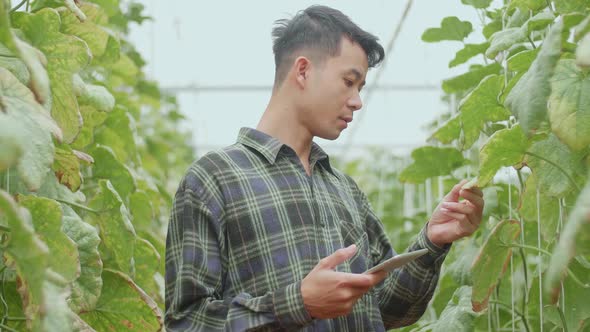 Asian Farmer Checking Melon's Leaf And Documenting Data In Organic Farms With Tablet