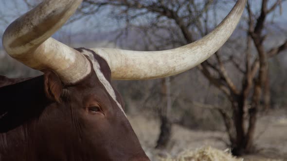 Watusi side profile tilt down from horns