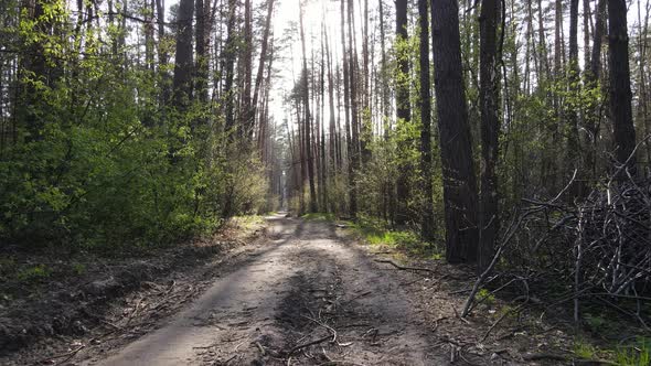 Road in the Forest During the Day Slow Motion