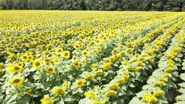 Aerial View of a Field with Sunflowers