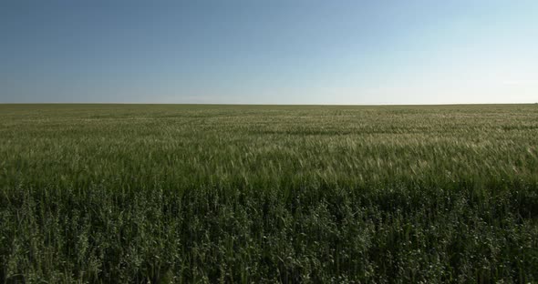 Camera Movement Along a Wheat Field Stretching Into the Horizon