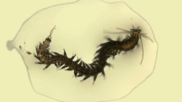 Polychaeta Worm of the Genus Nereis Black Sea Plankton and Zooplankton Under a Microscope, alt