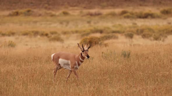 Pronghorn in Yellowstone National Park