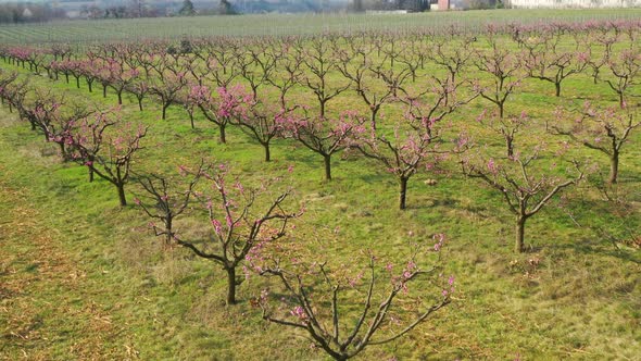 Orchard  - Peach orchard  Spring flowering trees 